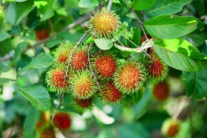 rambutã
