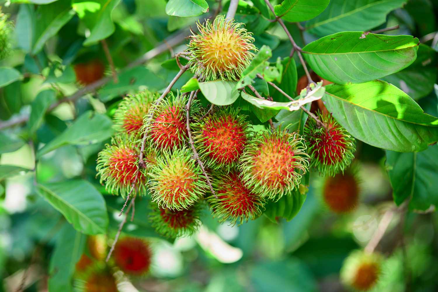 rambutã