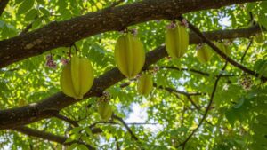 Carambola transforma quintais comuns em jardins instagramáveis.