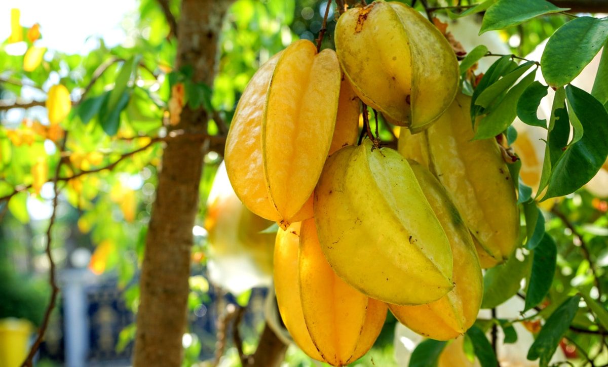carambola